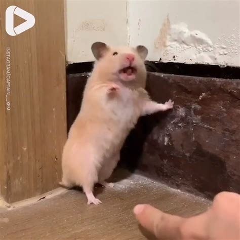 Hilarious Startled Hamster | When someone catches me raiding the fridge ...