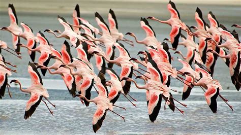 Lake Manyara National Park Birds | Lake Manyara wildlife Tours | Tanzania