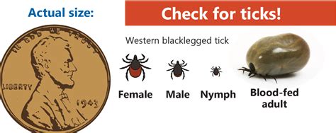 Do All Ticks Carry Lyme Disease Dogs