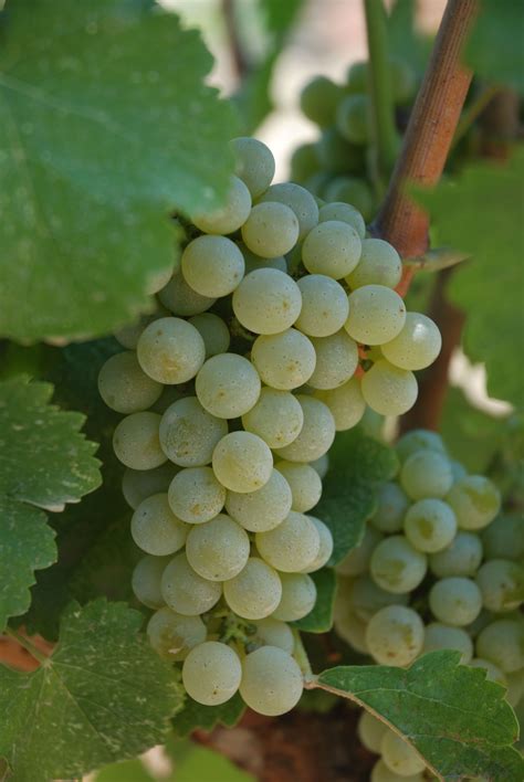 Sauvignon Blanc Grapes | Sauvignon blanc, Grapes, Grape vineyard