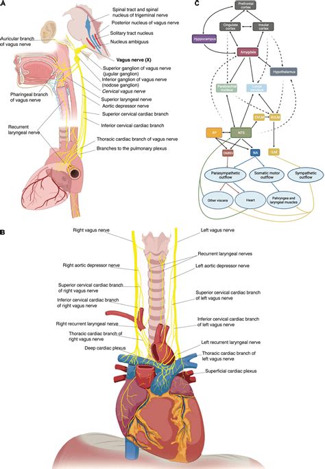 Vagus Nerve Diagram