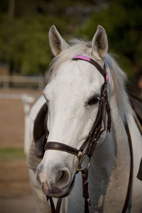 Close Up White Horse Face On Location Stock Photo - Image: 29501408