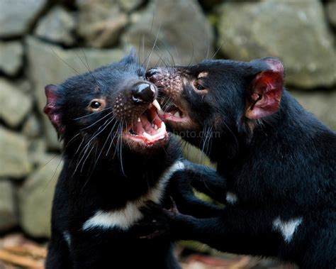 Tasmanian Devils play fighting | Dave Walsh, Photographer