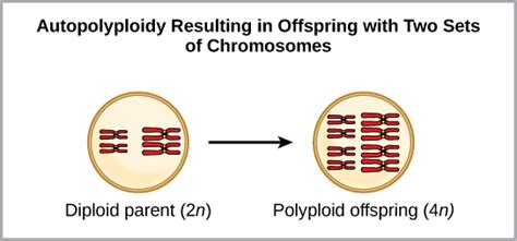 Difference Between Aneuploidy and Polyploidy | Compare the Difference ...