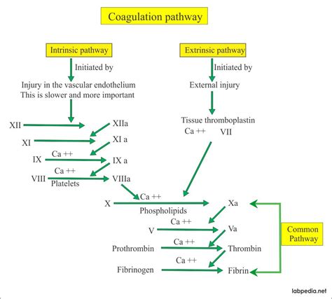 Coagulation – part 1 – Blood Coagulation process, Coagulation factors ...