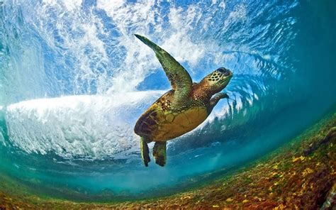 Graceful Honu Riding the Shorebreak