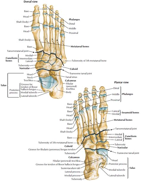 Human Skeleton - Skeletal System Function, Human Bones