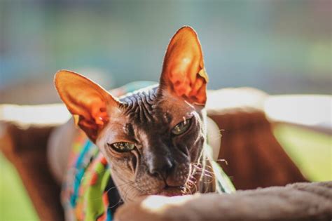 Seelenfrieden intern geduldig razas de gatos egipcios Athlet Spezifisch ...