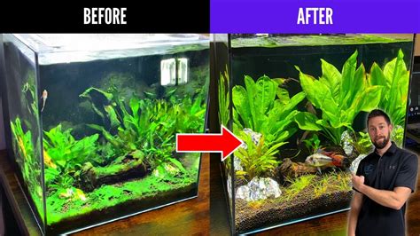 How to Remove Algae in an Aquarium | Fish Tank Algae Control - YouTube