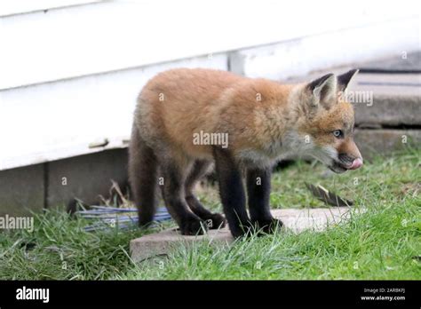 Red fox cubs playing Stock Photo - Alamy