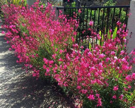 New flowering favorite Gaura - the Wandflower / Gaura lindheimeri. Very ...