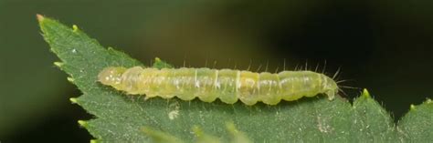 Leafroller Control: How to Get Rid of Leafrollers | Solutions Pest & Lawn