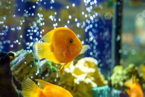 Yellow Fish in the Aquarium Stock Photo - Image of couple, diving ...