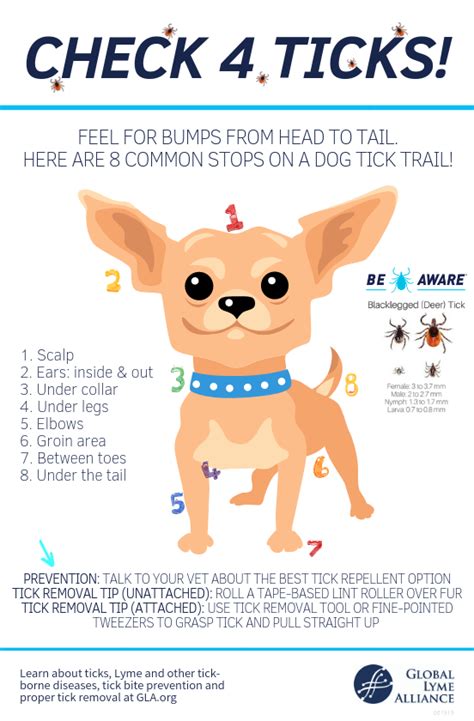 Tick Prevention 101: How to Check Dogs for Ticks and More