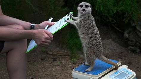 London Zoo Weighs Its Animals. All 14,000 of Them. - The New York Times