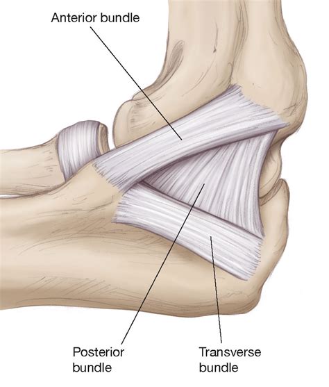 Ulnar Collateral Ligament Tommy John