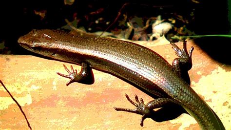 Australian Common Garden Skinks in autumnal sunshine - YouTube