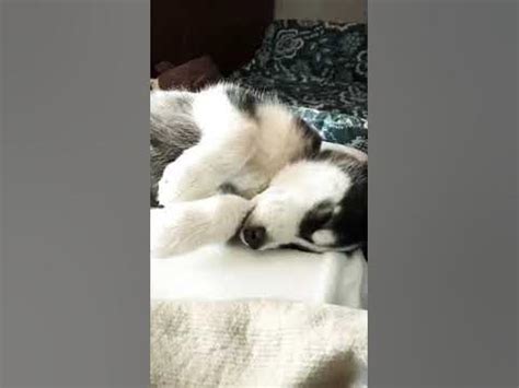 Baby Husky 💤Sleeping #youtube #youtubeshorts #dog #funny #love #husky # ...