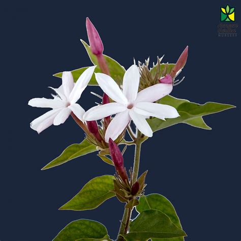 Kunda Flower Plant | Best Flower Site