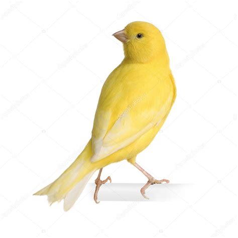 Yellow canary - Serinus canaria on its perch — Stock Photo ...