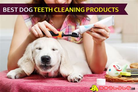 Ultimate Guide To The Best Dog Teeth Cleaning Product, Period!