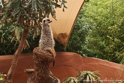 Adelaide Zoo | The Nomadic Explorers | Australian Travel Blog