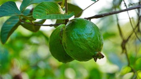 health benefits of guava seeds - Lifestyle - Aaj Tak Bangla