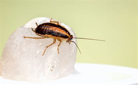 Diy Roach Extermination