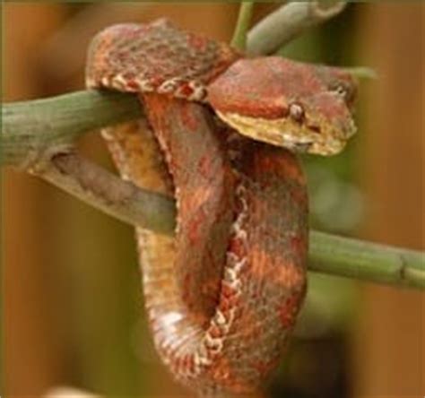 Eyelash Viper - Snake Facts