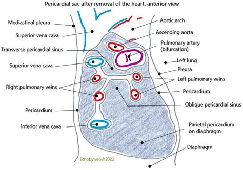 Transverse Pericardial Sinus