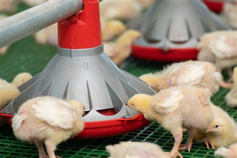 Poultry Equipment - Australia Farm Innovations