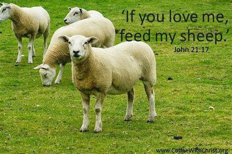 Feed My Sheep