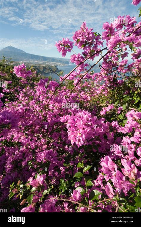 tenerife mount tiede canary islands canaries pink flowers flora and ...