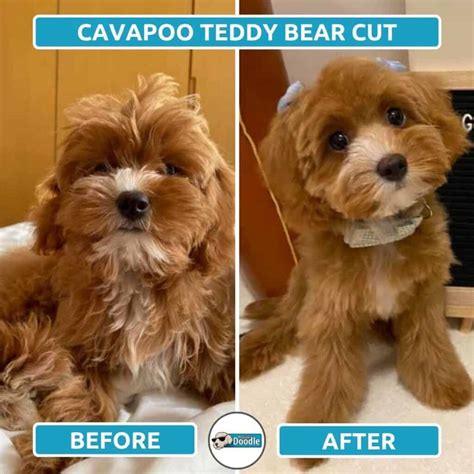 Cavapoo Haircuts: Before & After Grooming Style Photos!