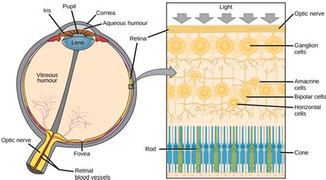 Anatomy of the Eye | Biology for Majors II