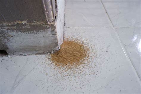 Top 9 Signs of Termites in Your Home (Complete Guide)