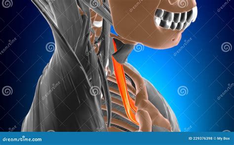 Sternothyroid Muscle Anatomy for Medical Concept 3D Stock Illustration ...