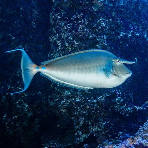 Bluespine Unicornfish - Georgia Aquarium