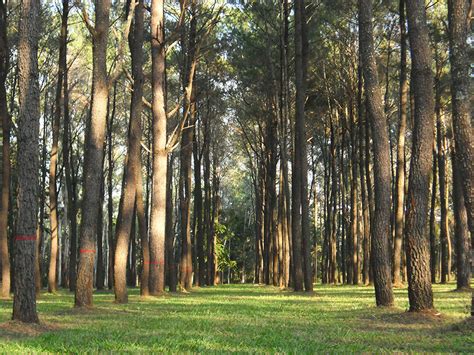 Log Cutting - Forest Health Benefits | Turner Logging