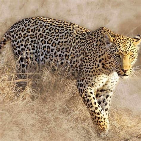 Spotted leopard returned to its natural habitat - Capricorn FM