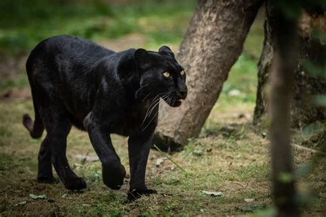 What Do Black Panthers Eat? (Diet & Facts)