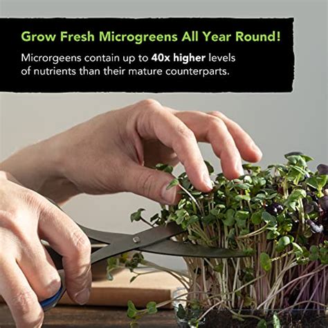 Microgreens Seeds Kit – Micro Greens Sprout Seeds Variety 5 Pack ...