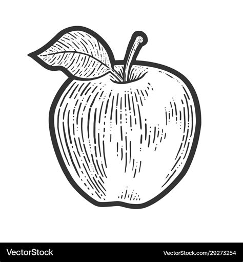 Apple fruit sketch Royalty Free Vector Image - VectorStock