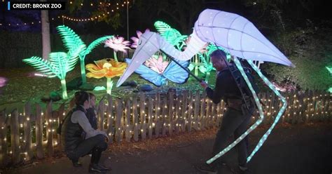 Holiday lights return to Bronx Zoo with reimagined and new displays ...