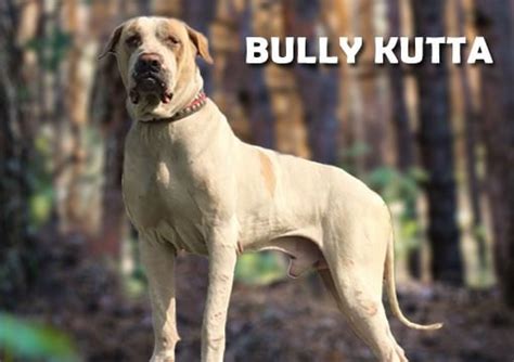 Bully Kutta Doesn't Have To Be Hard. Read These 7 Tips