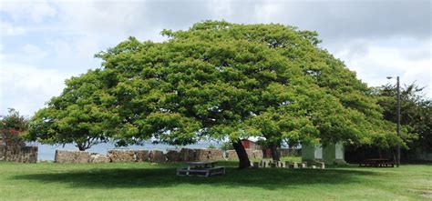 Samanea Saman - Monkeypod / Rain Tree for Sale Florida | Treeworld ...