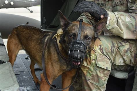 Military working dogs and their handlers receive medical evacuation ...