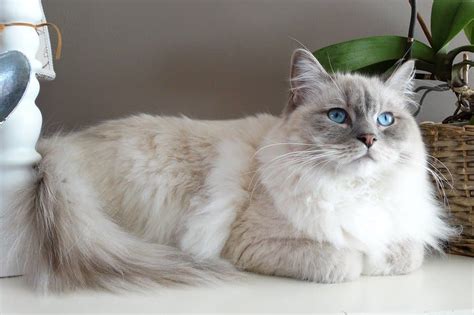 Ragdoll: Cat breed characteristics & care