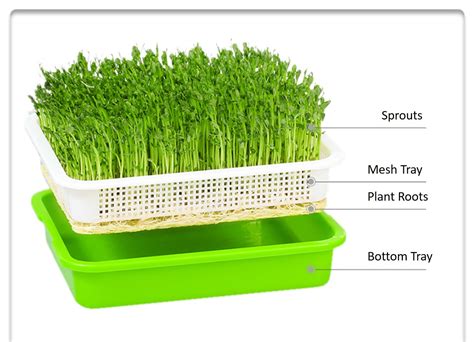 Microgreens Starter Growing Kit | Happy Little Store