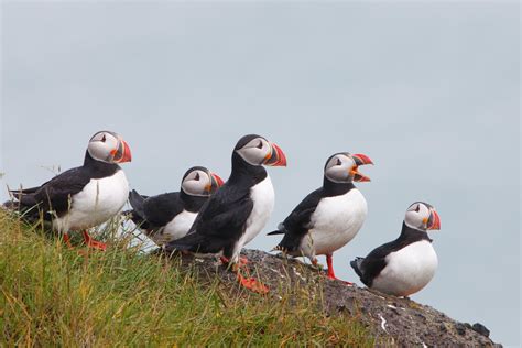 Puffin Tours in Iceland - 2020 Travel Recommendations | Tours, Trips ...